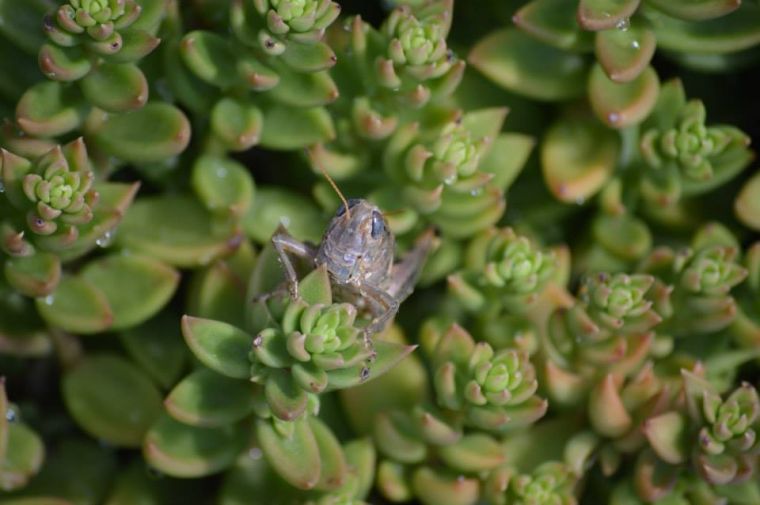 Grasshopper in planter